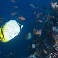 Vagabond Butterflyfish (Chaetodon vagabundus), photo taken in Indonesia, East Nusa Tenggara, West Manggarai Regency, Pengah Kecil