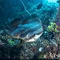 Blanthead Batfish (Platax teira), photo taken in Indonesia, East Nusa Tenggara, West Manggarai Regency, Pengah Kecil