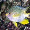 Golden Damselfish (Amblyglyphidodon aureus), photo taken in Indonesia, East Nusa Tenggara, West Manggarai Regency, Pengah Kecil