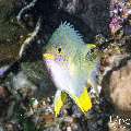 Golden Damselfish (Amblyglyphidodon aureus), photo taken in Indonesia, East Nusa Tenggara, West Manggarai Regency, Pengah Kecil