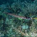 Chinese Trumpetfish (Aulostomus chinensis), photo taken in Indonesia, East Nusa Tenggara, West Manggarai Regency, Pengah Kecil