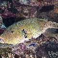 Map Puffer (Arothron mappa), photo taken in Indonesia, East Nusa Tenggara, West Manggarai Regency, Pengah Kecil