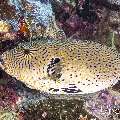 Map Puffer (Arothron mappa), photo taken in Indonesia, East Nusa Tenggara, West Manggarai Regency, Pengah Kecil