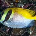 Barhead Rabbitfish (Siganus virgatus), photo taken in Indonesia, East Nusa Tenggara, West Manggarai Regency, Pengah Kecil
