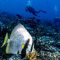 Dusky Batfish (Platax pinnatus), photo taken in Indonesia, East Nusa Tenggara, West Manggarai Regency, Tatawa Besar