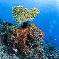 , photo taken in Indonesia, East Nusa Tenggara, West Manggarai Regency, Tatawa Besar