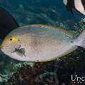 Elongate surgeonfish (Acanthurus mata), photo taken in Indonesia, East Nusa Tenggara, West Manggarai Regency, Tatawa Besar
