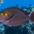 Elongate surgeonfish (Acanthurus mata), photo taken in Indonesia, East Nusa Tenggara, West Manggarai Regency, Tatawa Besar