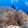 , photo taken in Indonesia, East Nusa Tenggara, West Manggarai Regency, Tatawa Besar