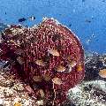 , photo taken in Indonesia, East Nusa Tenggara, West Manggarai Regency, Tatawa Besar