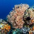 , photo taken in Indonesia, East Nusa Tenggara, West Manggarai Regency, Tatawa Besar