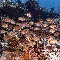 , photo taken in Indonesia, East Nusa Tenggara, West Manggarai Regency, Tatawa Besar