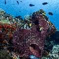 , photo taken in Indonesia, East Nusa Tenggara, West Manggarai Regency, Tatawa Besar