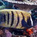 Sixbar Angelfish (Pomacanthus sexstriatus), photo taken in Indonesia, East Nusa Tenggara, West Manggarai Regency, Tatawa Besar
