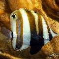 Twospot Coralfish (Coradion melanopus), photo taken in Indonesia, East Nusa Tenggara, West Manggarai Regency, Tatawa Besar