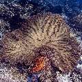 , photo taken in Indonesia, East Nusa Tenggara, West Manggarai Regency, Tatawa Besar