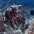 Broadclub cuttlefish (Sepia latimanus), photo taken in Indonesia, East Nusa Tenggara, West Manggarai Regency, Tatawa Besar