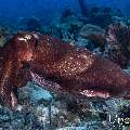 Broadclub cuttlefish (Sepia latimanus), photo taken in Indonesia, East Nusa Tenggara, West Manggarai Regency, Tatawa Besar