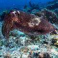 Broadclub cuttlefish (Sepia latimanus), photo taken in Indonesia, East Nusa Tenggara, West Manggarai Regency, Tatawa Besar