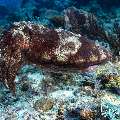 Broadclub cuttlefish (Sepia latimanus), photo taken in Indonesia, East Nusa Tenggara, West Manggarai Regency, Tatawa Besar