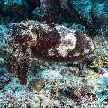 Broadclub cuttlefish (Sepia latimanus), photo taken in Indonesia, East Nusa Tenggara, West Manggarai Regency, Tatawa Besar