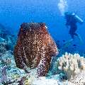 Broadclub cuttlefish (Sepia latimanus), photo taken in Indonesia, East Nusa Tenggara, West Manggarai Regency, Tatawa Besar