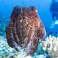 Broadclub cuttlefish (Sepia latimanus), photo taken in Indonesia, East Nusa Tenggara, West Manggarai Regency, Tatawa Besar