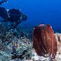 Broadclub cuttlefish (Sepia latimanus), photo taken in Indonesia, East Nusa Tenggara, West Manggarai Regency, Tatawa Besar