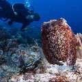 Broadclub cuttlefish (Sepia latimanus), photo taken in Indonesia, East Nusa Tenggara, West Manggarai Regency, Tatawa Besar
