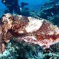 Broadclub cuttlefish (Sepia latimanus), photo taken in Indonesia, East Nusa Tenggara, West Manggarai Regency, Tatawa Besar