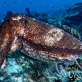 Broadclub cuttlefish (Sepia latimanus), photo taken in Indonesia, East Nusa Tenggara, West Manggarai Regency, Tatawa Besar