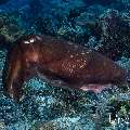 Broadclub cuttlefish (Sepia latimanus), photo taken in Indonesia, East Nusa Tenggara, West Manggarai Regency, Tatawa Besar