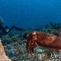 Broadclub cuttlefish (Sepia latimanus), photo taken in Indonesia, East Nusa Tenggara, West Manggarai Regency, Tatawa Besar