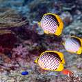 Blackback Butterflyfish (Chaetodon melannotus), photo taken in Indonesia, East Nusa Tenggara, West Manggarai Regency, Siaba Kecil