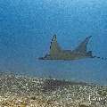 Manta Ray (Manta alfredi), photo taken in Indonesia, East Nusa Tenggara, West Manggarai Regency, Manta Point