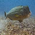 Humphead Parrotfish (Bolbometopon muricatum), photo taken in Indonesia, East Nusa Tenggara, West Manggarai Regency, Manta Point