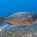 Humphead Parrotfish (Bolbometopon muricatum), photo taken in Indonesia, East Nusa Tenggara, West Manggarai Regency, Manta Point
