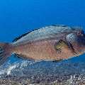 Humphead Parrotfish (Bolbometopon muricatum), photo taken in Indonesia, East Nusa Tenggara, West Manggarai Regency, Manta Point
