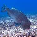 Humphead Parrotfish (Bolbometopon muricatum), photo taken in Indonesia, East Nusa Tenggara, West Manggarai Regency, Manta Point