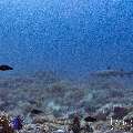 White Tip Reefshark (Triaenodon obesus), photo taken in Indonesia, East Nusa Tenggara, West Manggarai Regency, Siaba Kecil