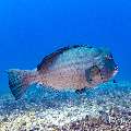 Humphead Parrotfish (Bolbometopon muricatum), photo taken in Indonesia, East Nusa Tenggara, West Manggarai Regency, Manta Point