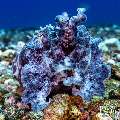 Broadclub cuttlefish (Sepia latimanus), photo taken in Indonesia, East Nusa Tenggara, West Manggarai Regency, Manta Point