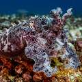 Broadclub cuttlefish (Sepia latimanus), photo taken in Indonesia, East Nusa Tenggara, West Manggarai Regency, Manta Point