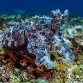 Broadclub cuttlefish (Sepia latimanus), photo taken in Indonesia, East Nusa Tenggara, West Manggarai Regency, Manta Point