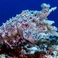 Broadclub cuttlefish (Sepia latimanus), photo taken in Indonesia, East Nusa Tenggara, West Manggarai Regency, Manta Point