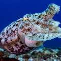 Broadclub cuttlefish (Sepia latimanus), photo taken in Indonesia, East Nusa Tenggara, West Manggarai Regency, Manta Point