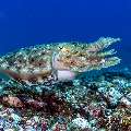 Broadclub cuttlefish (Sepia latimanus), photo taken in Indonesia, East Nusa Tenggara, West Manggarai Regency, Manta Point