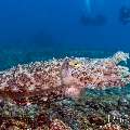 Broadclub cuttlefish (Sepia latimanus), photo taken in Indonesia, East Nusa Tenggara, West Manggarai Regency, Manta Point