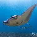 Manta Ray (Manta alfredi), photo taken in Indonesia, East Nusa Tenggara, West Manggarai Regency, Manta Point