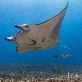 Manta Ray (Manta alfredi), photo taken in Indonesia, East Nusa Tenggara, West Manggarai Regency, Manta Point